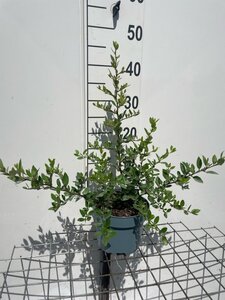 Pyracantha cocc. 'Red Column' geen maat specificatie cont. 2,0L