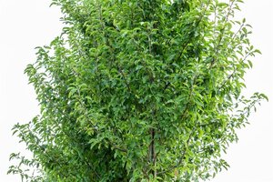 Pyrus calleryana 'Redspire' 18-20 Hoogstam draadkluit 260 cm stam dakvorm 140 Versgeleid
