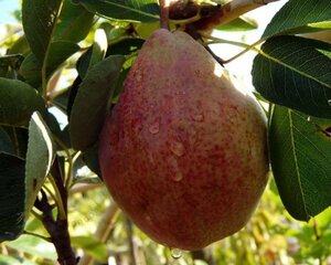 Pyrus c. 'Rode Williams' 12-14 Halfstam wortelgoed