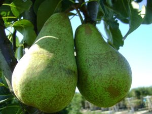 Pyrus c. 'Triomphe de Vienne' 8-10 Halfstam wortelgoed