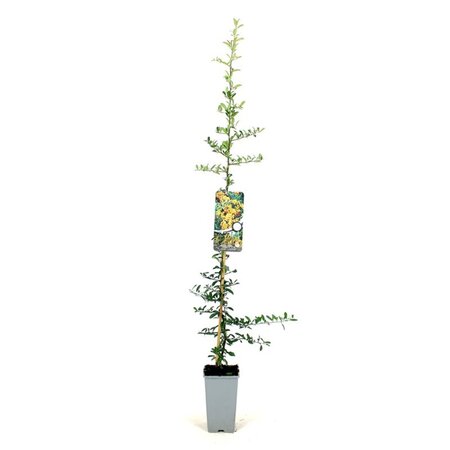 Pyracantha 'Golden Charmer' 80-100 cm cont. 2,0L