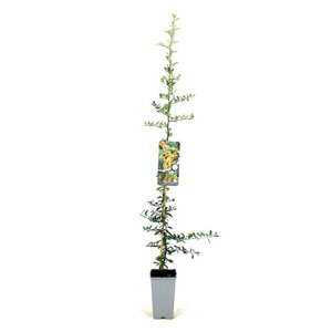 Pyracantha 'Golden Charmer' 80-100 cm cont. 2,0L