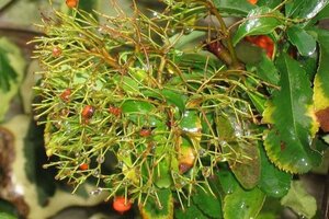 Pyracantha 'Orange Glow' 100-125 cm cont. 3,0L - afbeelding 2