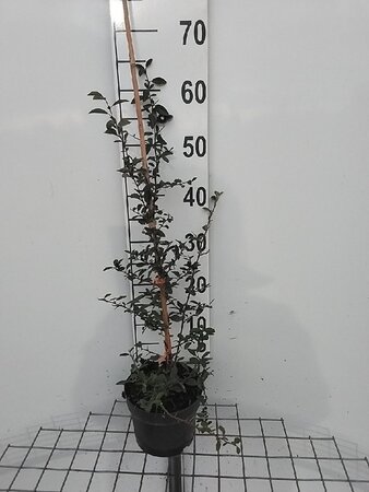 Pyracantha 'Orange Glow' 60-80 cm cont. 2,0L - afbeelding 5
