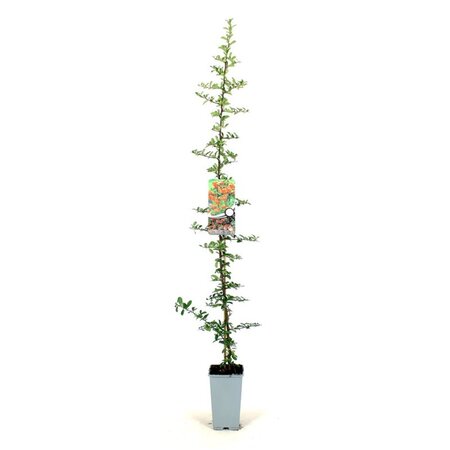 Pyracantha 'Orange Glow' 80-100 cm cont. 2,0L