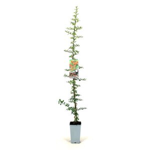 Pyracantha 'Orange Glow' 80-100 cm cont. 2,0L