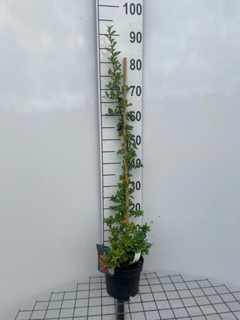 Pyracantha 'Orange Glow' 80-100 cm cont. 2,0L - afbeelding 2