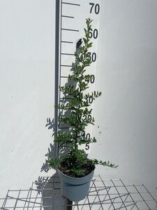 Pyracantha 'Orange Glow' geen maat specificatie cont. 2,0L