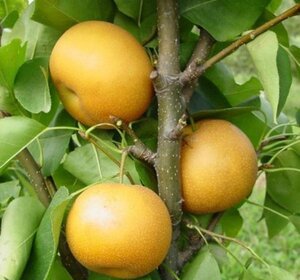 Pyrus pyr. 'Hosui' 14-16 Hoogstam cont. 90L