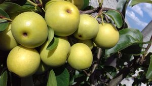 Pyrus pyr. 'Hosui' 6-8 Halfstam wortelgoed - afbeelding 2