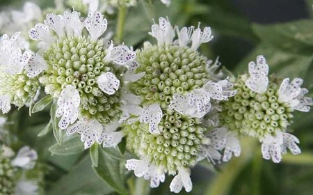 Pycnanthemum pilosum geen maat specificatie 0,55L/P9cm - afbeelding 1