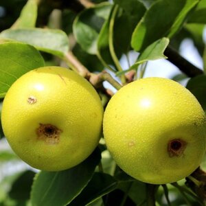 Pyrus pyr. 'Nijisseiki' 2jr. A kwal. wortelgoed struik