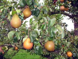 Pyrus c. 'Beurré Hardy' = Gellerts Butterbirne laagstam wortelgoed leiboom rek