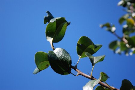 Pyrus c. 'Beurré Hardy' = Gellerts Butterbirne laagstam wortelgoed leiboom rek - afbeelding 3