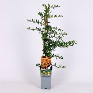 Pyracantha 'Soleil d'Or' 70 cm vierkant 2L
