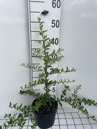 Pyracantha 'Soleil d'Or' geen maat specificatie cont. 2,0L