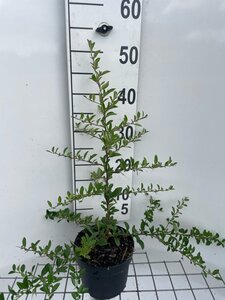Pyracantha 'Soleil d'Or' geen maat specificatie cont. 2,0L