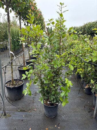 Quercus ilex 100-125 cm cont. 10L - afbeelding 11