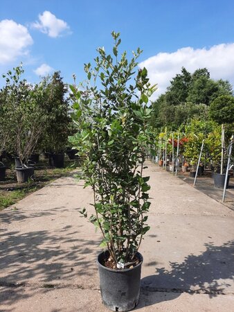 Quercus ilex 100-125 cm cont. 10L - afbeelding 10