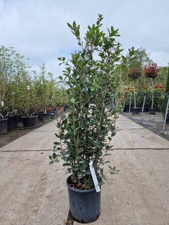 Quercus ilex 100-125 cm cont. 10L - afbeelding 7