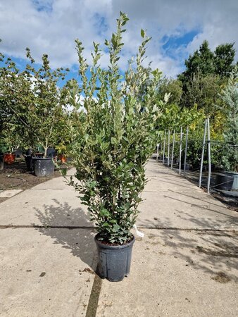 Quercus ilex 100-125 cm cont. 10L - afbeelding 6