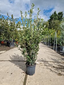 Quercus ilex 100-125 cm cont. 10L - afbeelding 6