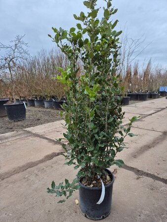 Quercus ilex 100-125 cm cont. 10L - afbeelding 5