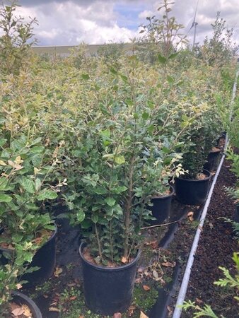 Quercus ilex 100-125 cm cont. 10L - afbeelding 1