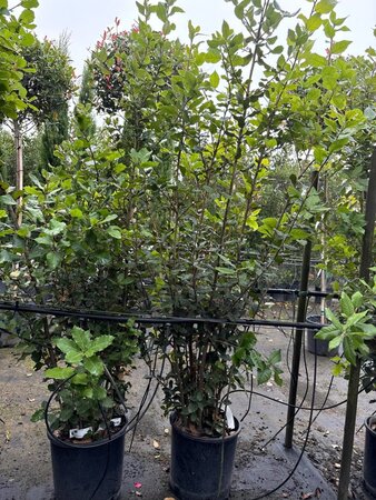 Quercus ilex 100-125 cm cont. 10L - afbeelding 4