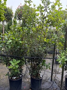 Quercus ilex 100-125 cm cont. 10L - afbeelding 4