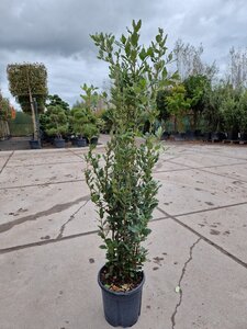 Quercus ilex 100-125 cm cont. 10L - afbeelding 3