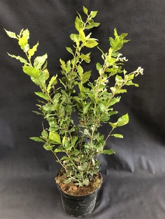 Quercus ilex 100-125 cm cont. 15L - afbeelding 4