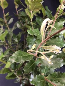 Quercus ilex 100-125 cm cont. 9L struik - afbeelding 2