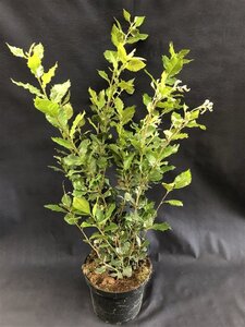 Quercus ilex 100-125 cm cont. 9L struik - afbeelding 4