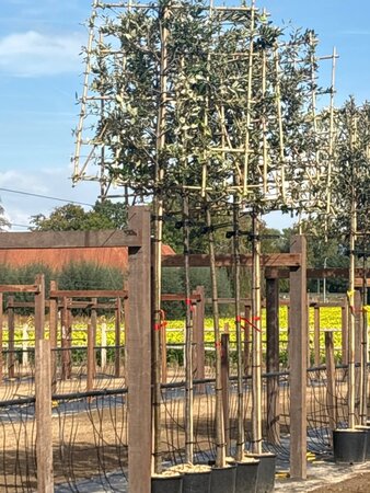 Quercus ilex 10-12 Hoogstam cont. 25L SCHERM,br120xh120 180 cm stam - afbeelding 2