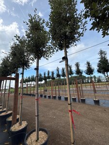 Quercus ilex 10-12 Hoogstam cont. 55L - afbeelding 1