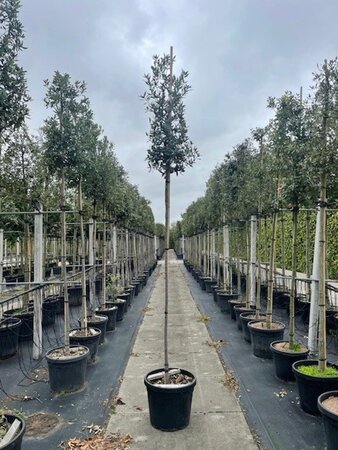 Quercus ilex 10-12 Hoogstam cont. 55L - afbeelding 4