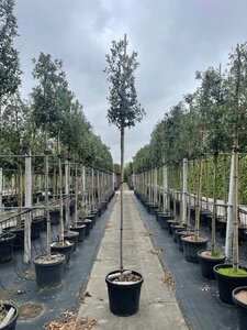 Quercus ilex 10-12 Hoogstam cont. 55L - afbeelding 4