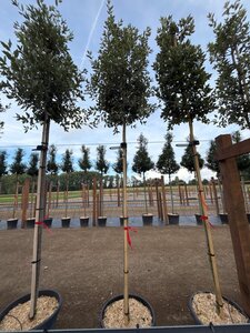 Quercus ilex 10-12 Hoogstam cont. 55L - afbeelding 3