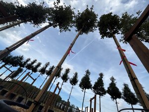 Quercus ilex 10-12 Hoogstam cont. 55L - afbeelding 2