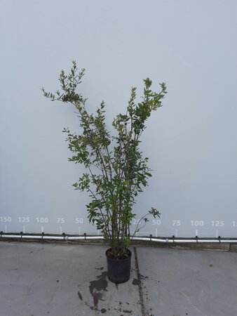 Quercus ilex 150-175 cm cont. 12L - afbeelding 5