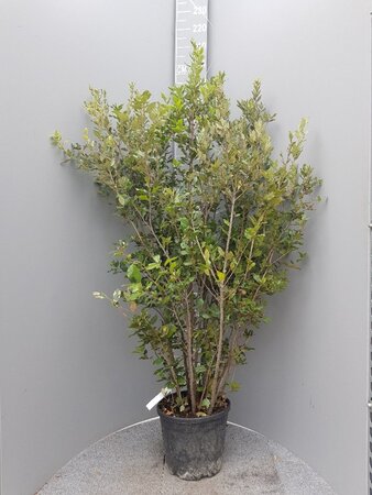 Quercus ilex 150-175 cm cont. 18L - afbeelding 2