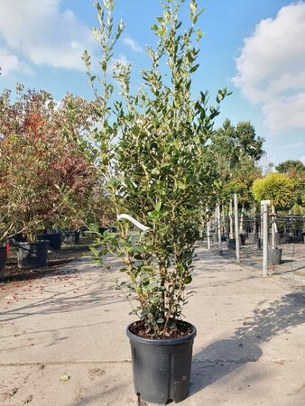 Quercus ilex 150-175 cm cont. 18L - afbeelding 3