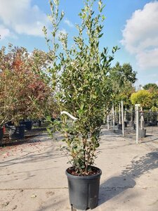 Quercus ilex 150-175 cm cont. 18L - afbeelding 3