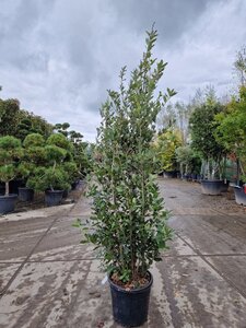 Quercus ilex 150-175 cm cont. 18L - afbeelding 4