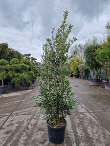 Quercus ilex 150-175 cm cont. 18L - afbeelding 5