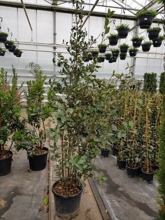 Quercus ilex 150-175 cm cont. 18L - afbeelding 6