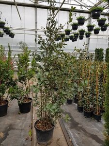 Quercus ilex 150-175 cm cont. 18L - afbeelding 6