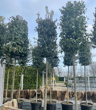 Quercus ilex 16-18 Hoogstam cont. 130L - afbeelding 2