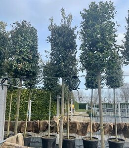 Quercus ilex 16-18 Hoogstam cont. 130L - afbeelding 2